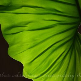 voile fine art print natural light photogaphy heather oelschlager leaf nature