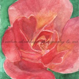 rosa de la familia watercolor shop art