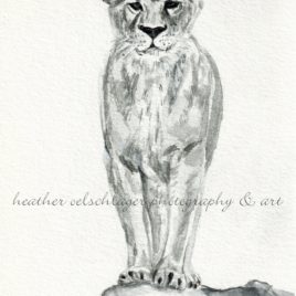 lion watercolor fine art print for sale