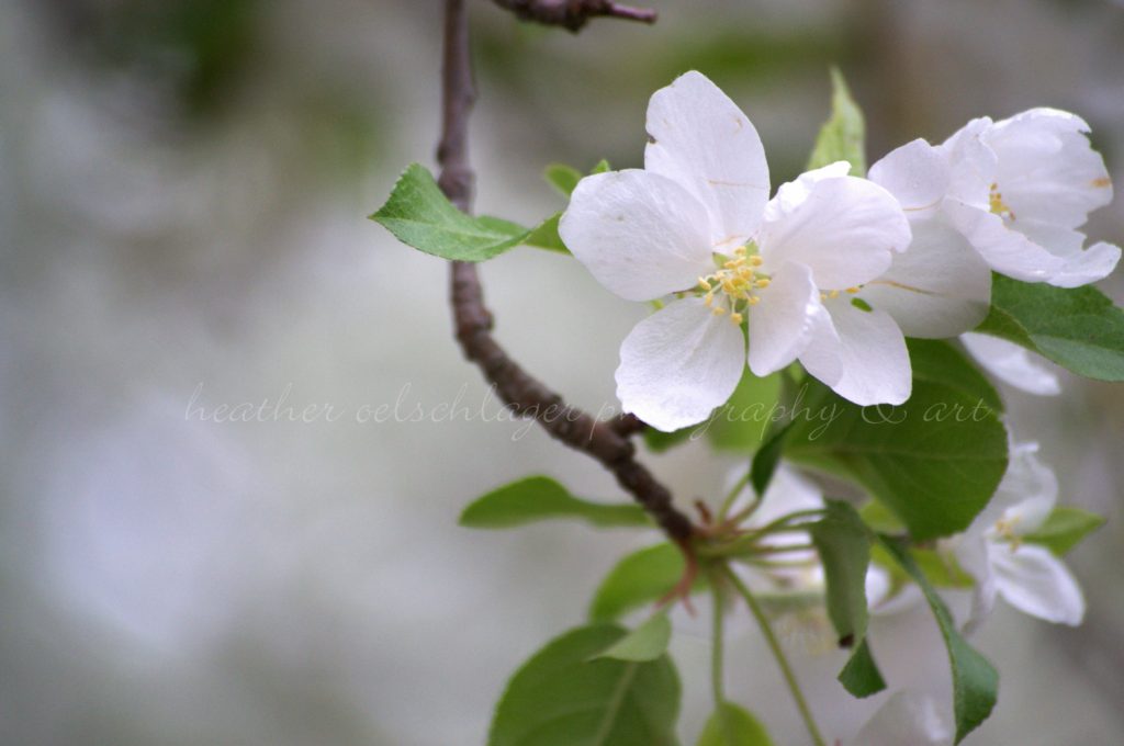 a rare sweet time fine art photography print apple blossom spring