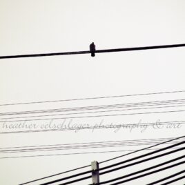 bird on the wire fine art photography print heather oelschlager