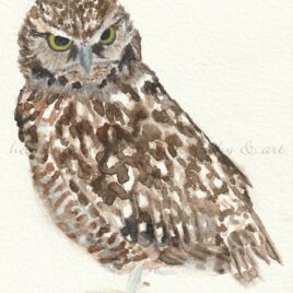 burrowing owl watercolor fine art print heather oelschlager painting