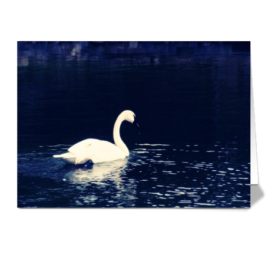 grace on navy swan art card heather oelschlager