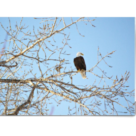 watchful art greeting card. photograph heather oelschlager eagle in tree